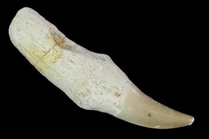 Fossil Rooted Mosasaur (Eremiasaurus) Tooth - Morocco #116994